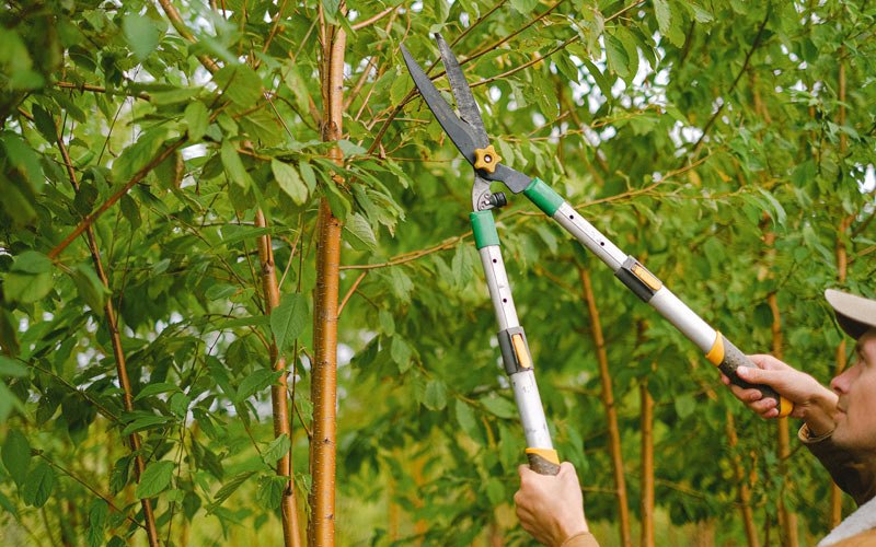 Tree trimming in Bennettsville, SC